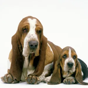 Basset Hound Dogs - Two lying together