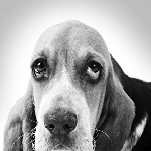 Basset Hound - puppy Digital Manipulation: B&W