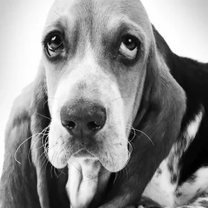 Basset Hound - puppy Digital Manipulation: B&W