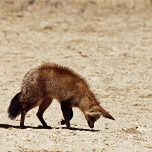 Bateared Fox CH 4463 Listens for grubs underground. Kalahari Gemsbok Park, South Africa. Otocyon megalotis © Clem Haagner / ARDEA LONDON