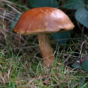 Bay Boletus - Habitat - mixed woods in East Sussex, UK. Good to eat and usually without maggots. October