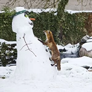 BB-2933 Red Fox - climbing up snowman about to steal snowmans nose in winter snow - UK 17300