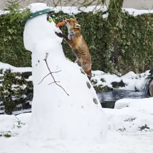 BB-2937 Red Fox - stealing snowmans nose in winter snow - UK 17301 BB-2937 Red Fox - stealing snowmans nose in winter snow - UK 17301