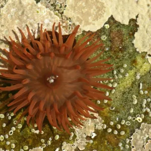 Beadlet Anemone in rock pool with opened tentacles reaching for food Coast near Elgol, Isle of Skye, Western Highlands, Scotland, UK