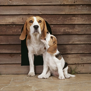 Beagle Dog JD 12141E With puppy outside kennel © John Daniels / ARDEA LONDON