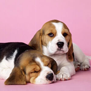 Beagle Dog - puppies