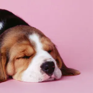 Beagle Dog - puppy