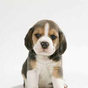 Beagle Dog Puppy