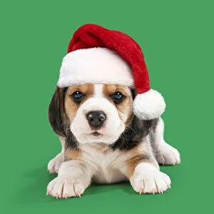 Beagle Dog, puppy wearing Christmas Santa hat