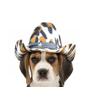Beagle Dog, puppy wearing cowboy hat