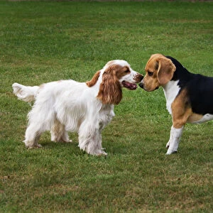 Beagle and English Cocker Spaniel playing