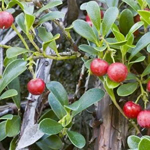 Bearberry form - in fruit - Point St George