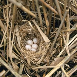 Bearded-tit - nest with eggs