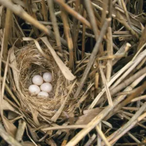 Bearded-tit - nest with eggs