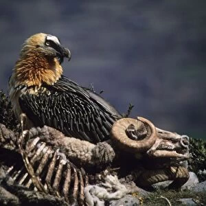 Bearded Vulture / Lammergeier - Next to carcass - Spain - 10 foot maximum wing-span-Pyrenees- Only bone-eating specialist bird in the world - Found in Spain-France-Greece-Turkey-Italy-Africa - Rare