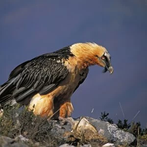 Bearded Vulture / Lammergeier - Feeding on carcass. Spain-France-Greece-Turkey-Italy-Africa - Rare and declining in many areas - Recently reintroduced in the Alps - Adults feed on the bones of carcusses which they will often drop on flat rocks