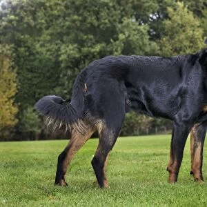 Beauceron dog