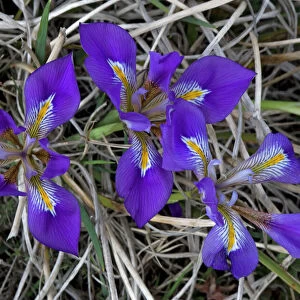 Beautiful blue Iris. The Peloponnese form of cretan iris. Formerly known as Iris unguicularis and Iris stylosa. Greece