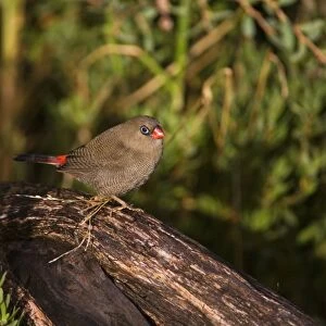 Beautiful Firetail At Bear Gully Camp Ground beside the ocean at Walkerville, southern Victoria, Australia
