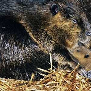 Beaver - mother with young, inside lodge. MT260