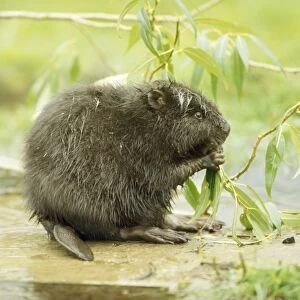 Beaver - Poland