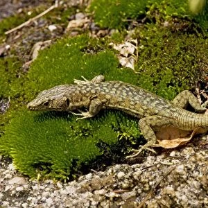 Bedriaga's Rock Lizard - on damp granite rock in the mountains of Corsica, France