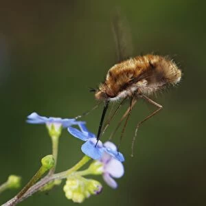 Bee-fly - hovering while feeding on nectar from forget-me-not flower