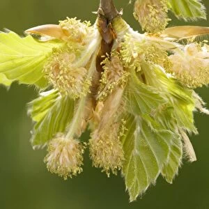 Beech (Fagus sylvatica), male flowers and young leaves. Dorset