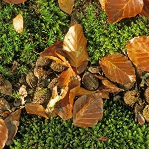 Beech Tree - fallen leaves & Mast