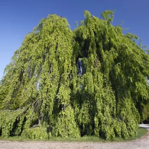 Beech Tree - hanging variety - in park - springtime - Hessen- Germany Beech Tree - hanging variety - in park - springtime - Hessen- Germany