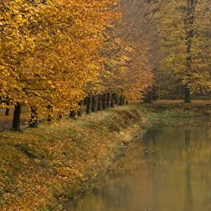 Beech Trees - Autumn colours The Netherlands, Overijssel, Ommen, Eerde estate
