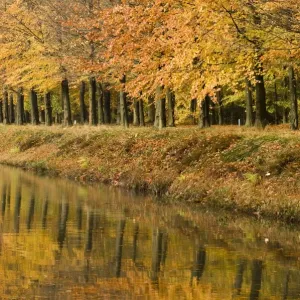 Beech Trees - Autumn colours - along river bank - The Netherlands, Overijssel, Ommen, Eerde estate Beech Trees - Autumn colours - along river bank - The Netherlands, Overijssel, Ommen, Eerde estate