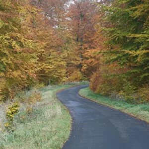 Beech Woodland, in autumn colour and country road, Hessen, Germany
