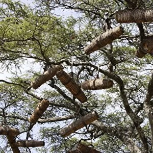 Beehive in the trees. Gardula area between Arba Minch and Konso - Ethiopia