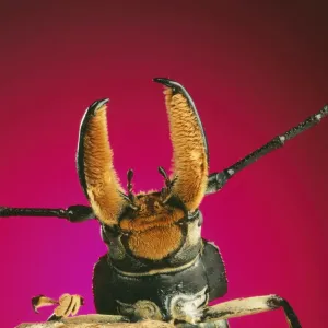 BEETLE - close-up under pincer BEETLE - close-up under pincer