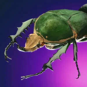 BEETLE - close-up on purple BEETLE - close-up on purple