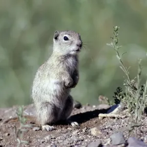 Belding's Ground Squirrel