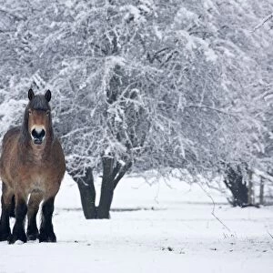 Belgian horse in winter