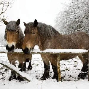 Belgian horses - in winter Belgian horses - in winter