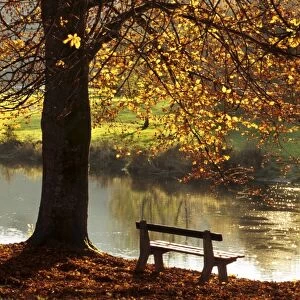 Belgium - Bench in park in autumn by beech tree and lake Belgium