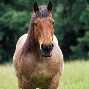 Belgium Cart-horse