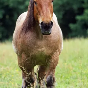 Belgium Cart-horse Belgium Cart-horse