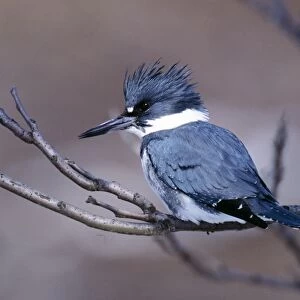 Belted Kingfisher - Male Westport Connecticut, USA