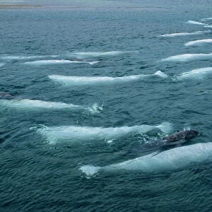 Beluga Whale and Calf DOC 148 Canadian Arctic Delphinapterus leucas © Doc White / ARDEA LONDON