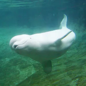 Beluga Whale _PTL9599