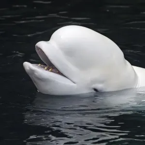 Beluga Whale. Vancouver aquarium. Canada Beluga Whale. Vancouver aquarium. Canada