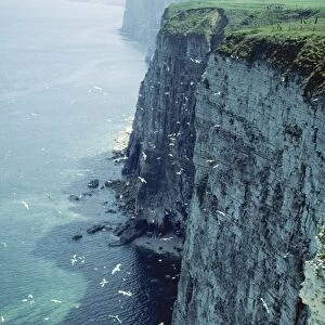 Bempton Cliffs JLM 10983 Yorkshire UK © John Mason / ARDEA LONDON