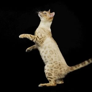 Bengal Cat - snow colouring - on hind legs