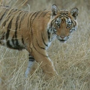 Bengal / Indian Tiger - 6 month old male cub - Ranthambhore National Park