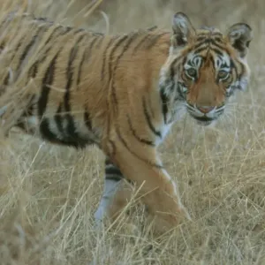 Bengal / Indian Tiger - 6 month old male cub - Ranthambhore National Park Bengal / Indian Tiger - 6 month old male cub - Ranthambhore National Park